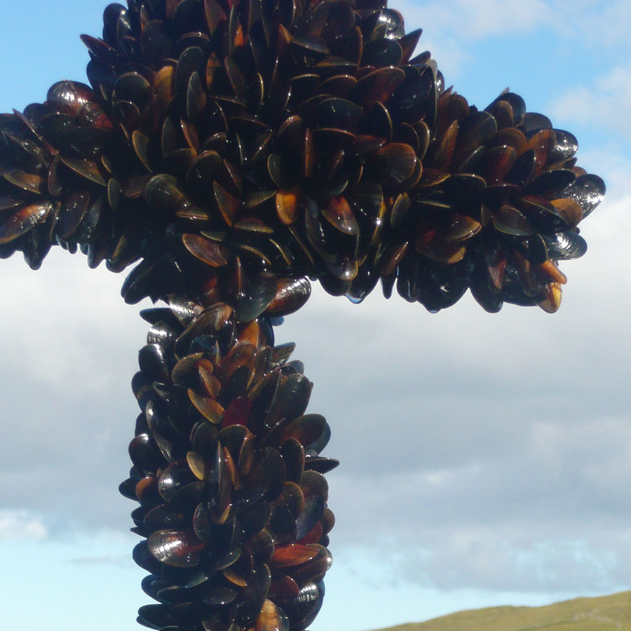 Voe Sea Farm, mussels ready to be hand harvested